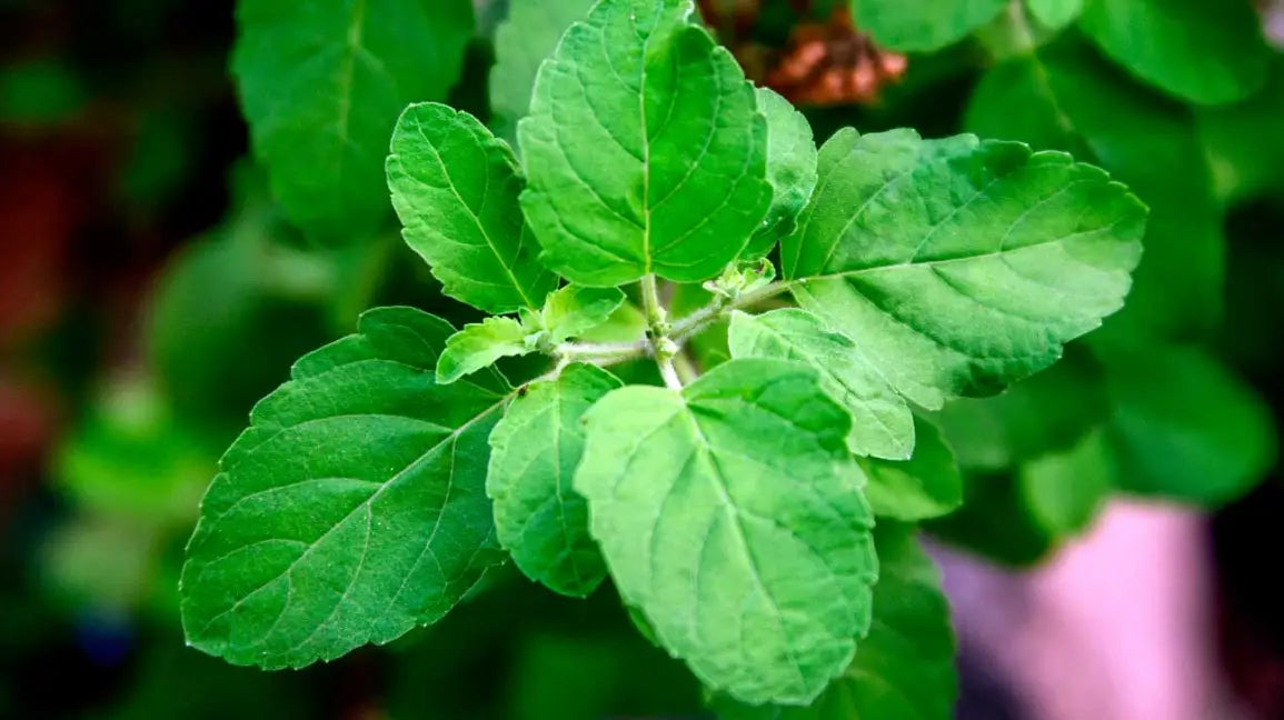 Tulsi Mala Duplicate